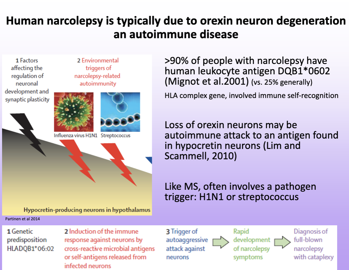 <p>may cause loss of orexin neurons bc of the antigen → needs a trigger </p>