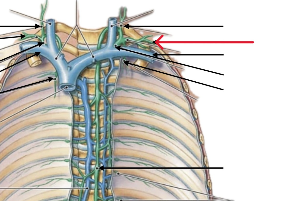 <p>Which lymphatic organ:</p><ul><li><p>Under left clavicle bone</p></li><li><p>Runs parallel to left subclavian vein</p></li></ul><p></p>