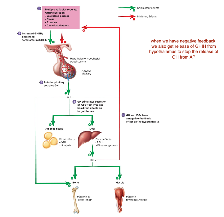 <p>Control of Growth Hormone Secretion</p>