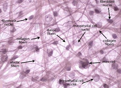 <p>-Function: Supports and connects tissues; cushions organs and allows movement between structures</p><p>-Found: Under epithelia, around organs, blood vessels, and nerves</p><p>-Description: Contains collagenous fibers (strength), elastic fibers (flexibility), reticular fibers (support), and fibroblasts (produce fibers and matrix)</p>