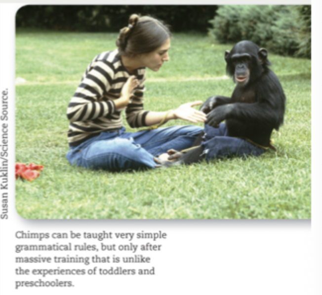 <ul><li><p>Only humans learn grammar readily</p></li><li><p>Imitation &amp; reinforcement are not sufficient to teach grammar to closely related species</p><ul><li><p>Chimpanzees can only learn simple grammar rules for two-word speech following extensive training</p></li></ul></li></ul><p></p><ul><li><p>If grammar is learned solely through imitation and reinforcement, then it should be possible to teach rudimentary grammar to nonhumans</p></li><li><p>If, instead, learning grammar depends on specialized neural mechanisms that are unique to humans, then efforts to teach grammar to nonhumans should fail.</p></li><li><p>For example, chimps like the one in the photo have been taught to communicate using gestures taken from sign language. Other chimps have been taught using plastic chips to stand for words. The result? Chimps master a handful of grammatical rules governing two-word speech but only with massive effort that is completely unlike the preschool child’s learning of grammar, and the resulting language is unlike children’s grammar in many way</p></li></ul><p></p>