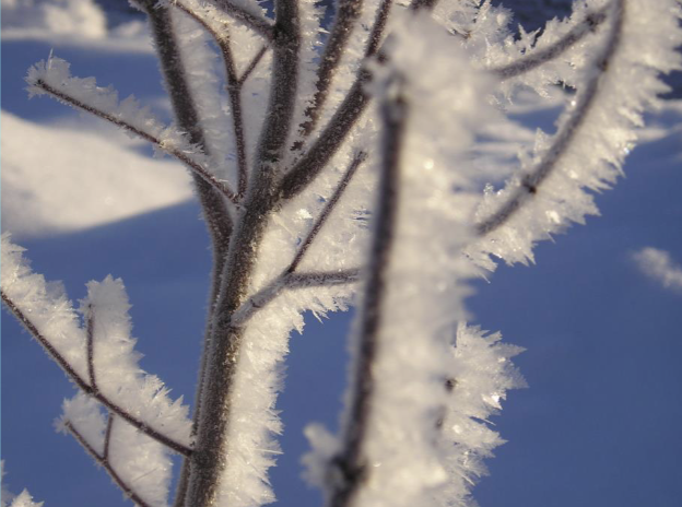 <p>Water droplets in fog freeze on cold surfaces</p>