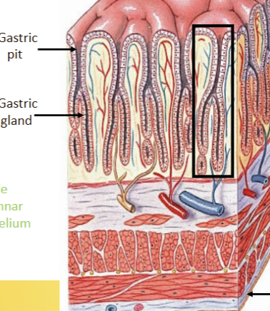 <p>Simple columnar epithelium (more exocrine functions). Completley <strong>intraperitoneal. </strong>Celiac trunk = artery (foregut structure); splenic vein = vein. Greater curvature attaches to greater omentun; lesser to lesser. Pyloric sphincter at bottom. Stomach wall main difference = 3 layers of muscle (smooth, long and oblique). Gastric pits increase surface area, create canals where glands secrete into. First place where we see enteroendocrine cells appear (respond to the contents of the lumen and adjust secretions accordingly = G cells).</p>