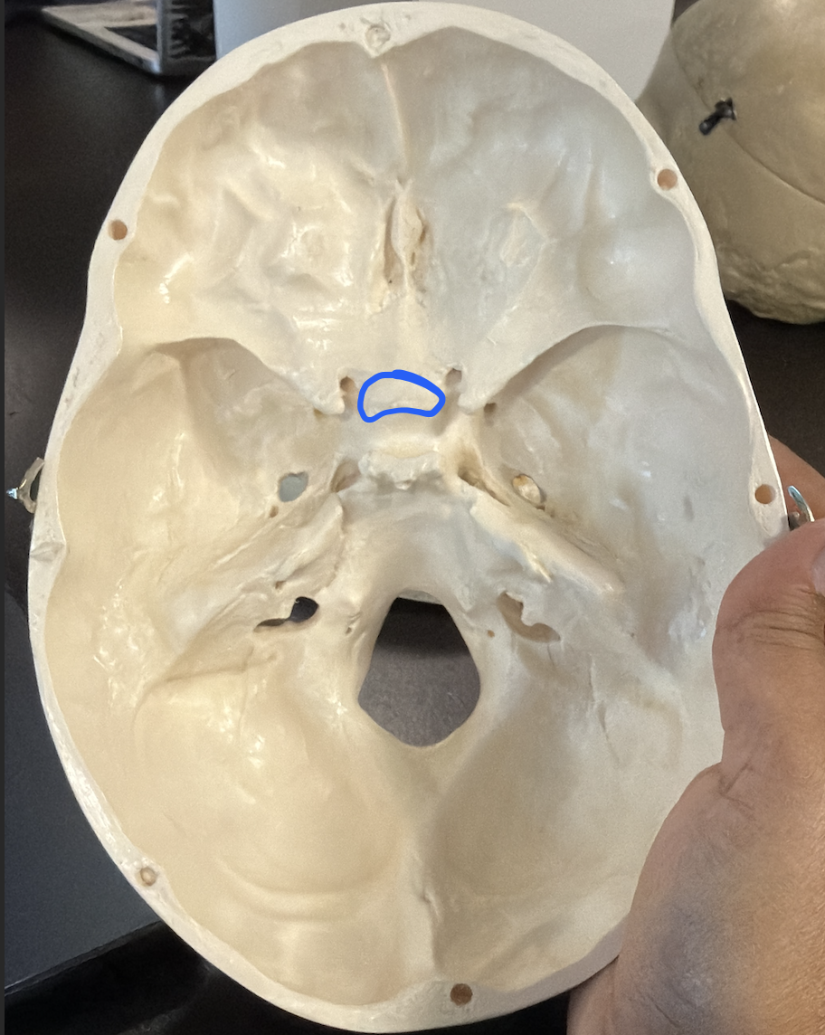 <p>saddle-shaped depression; contains hypophyseal fossa</p>