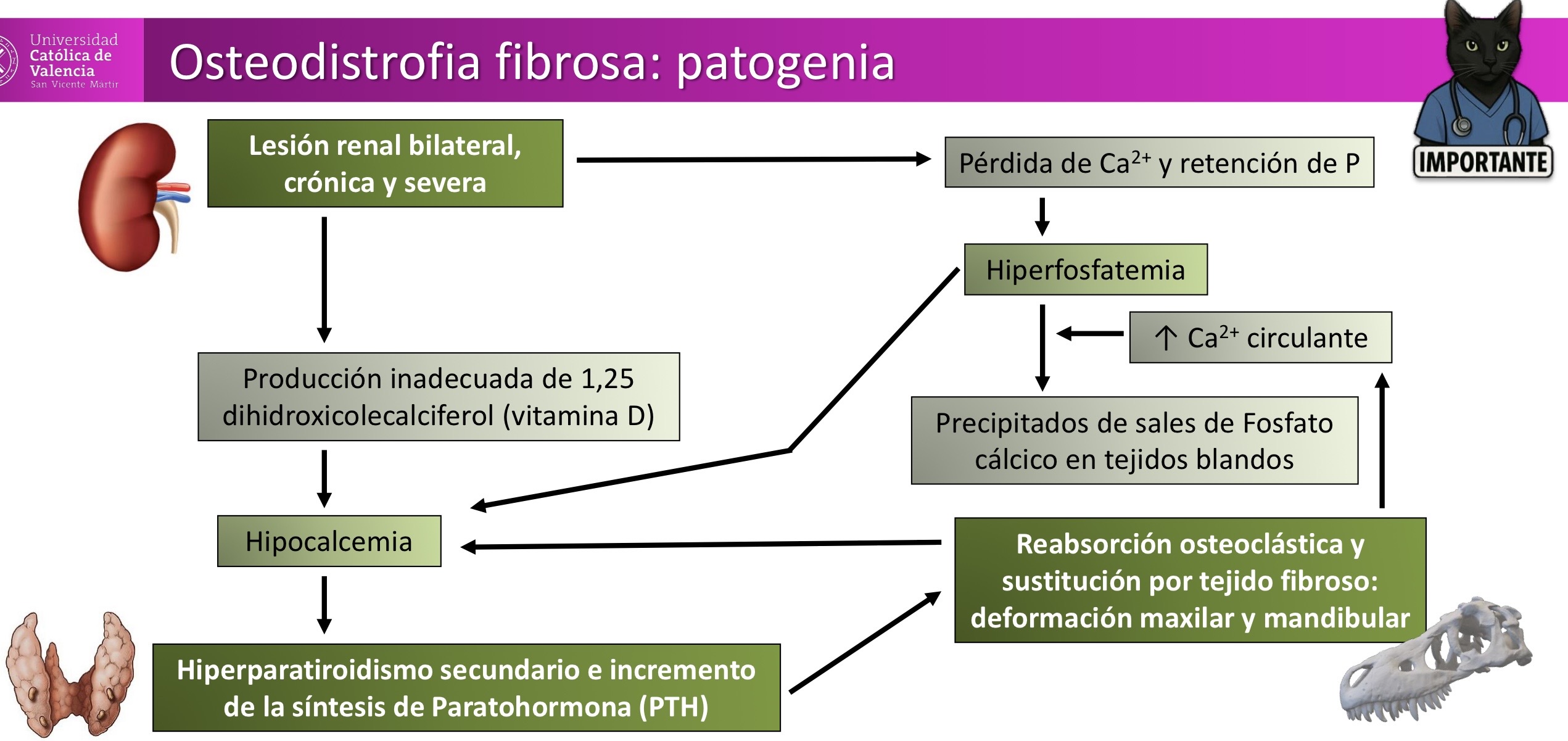 <p>MÚSCULO-ESQUELÉTICA: Osteodistrofia fibrosa </p><ol><li><p><span><strong>Lesión renal crónica bilateral y severa</strong> → el riñón pierde capacidad para eliminar fósforo y activar la vitamina D.</span></p></li><li><p><span><strong>Disminuye la producción de calcitriol (1,25-dihidroxicolecalciferol)</strong> → se reduce la absorción de calcio y aparece <strong>hipocalcemia</strong>.</span></p></li><li><p><span><strong>Retención de fósforo</strong> → <strong>hiperfosfatemia</strong></span></p></li><li><p><span><strong>Hipocalcemia + hiperfosfatemia</strong> → <strong>hiperparatiroidismo secundario</strong> con aumento de la <strong>PTH</strong>.</span></p></li><li><p><span><strong>Exceso de PTH</strong> → aumenta la resorción ósea por osteoclastos; el hueso es reemplazado por tejido fibroso, deformaciones maxilares/mandibulares y posibles depósitos de fosfato cálcico en tejidos blandos.</span></p></li></ol><p></p>