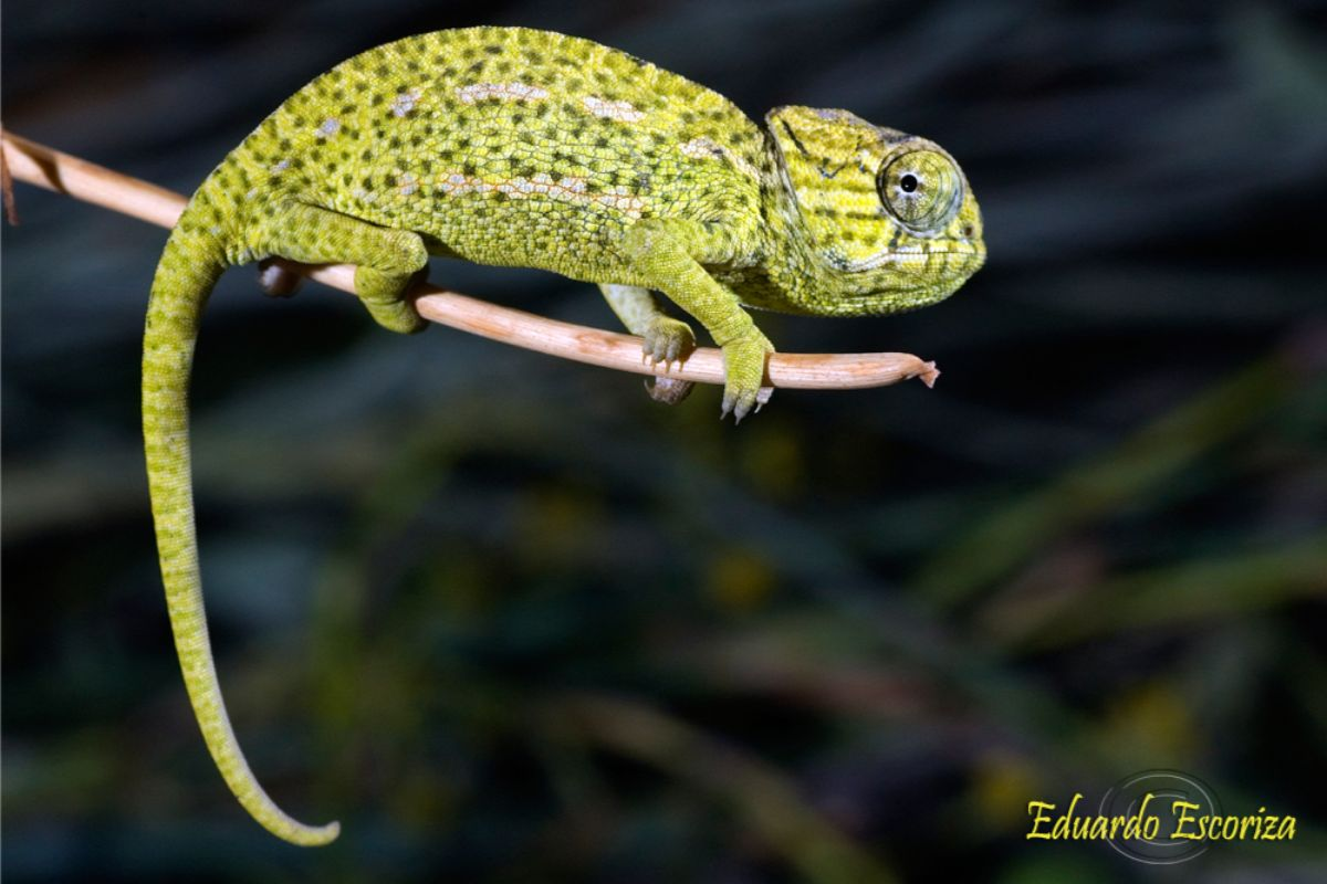 <p>Terrestre. En vegetación de cultivos, retamas y ambientes antropizados de zonas costeras.</p><p>Insectívoro.</p>