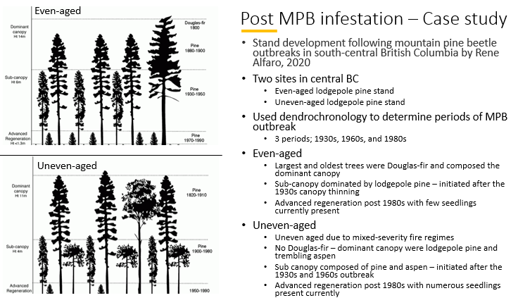 <p>Stand Development following MPB in BC even aged forests</p>
