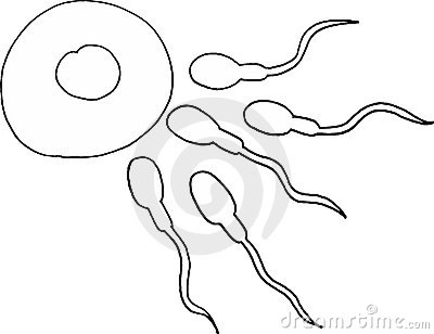 <p>contains the organism's reproductive cell</p>