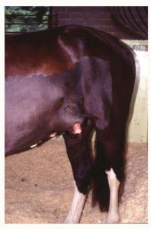 <p>This horse fell off a horsebox during loading and developed swelling of his left lateral wall, turned out into a field and developed severe colic due to strangulated intestine entrapped b/w body wall + skin</p><ul><li><p>what layers of the body wall are in this region?</p></li></ul><p></p>