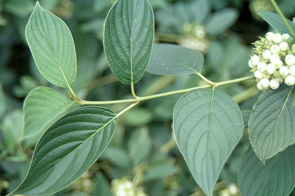 <p>Opposite oval, 5-7 prominent parallel veins, white to greenish, in dense flat-topped terminal clusters</p>