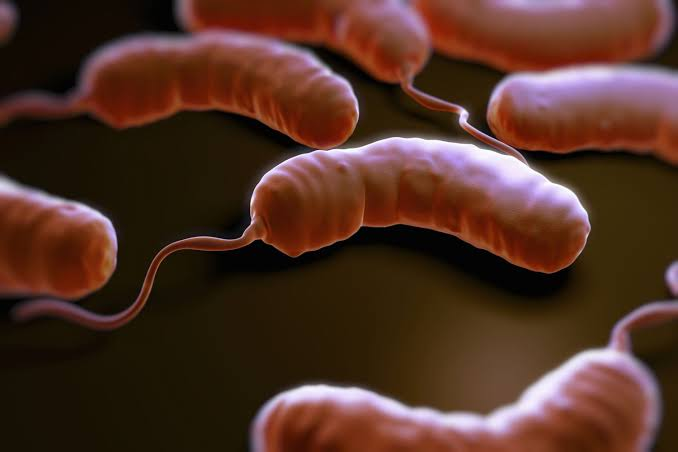 <p>v-shaped rod with single flagella</p><p>example: vibrio cholerae</p>