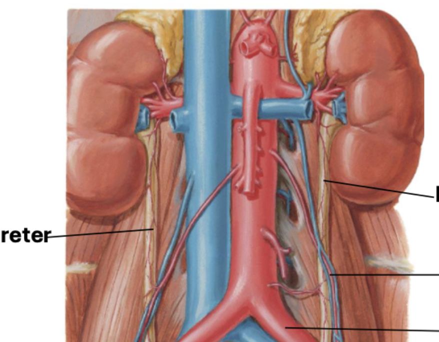 <p>Inferior Vena Cava (IVC)</p>