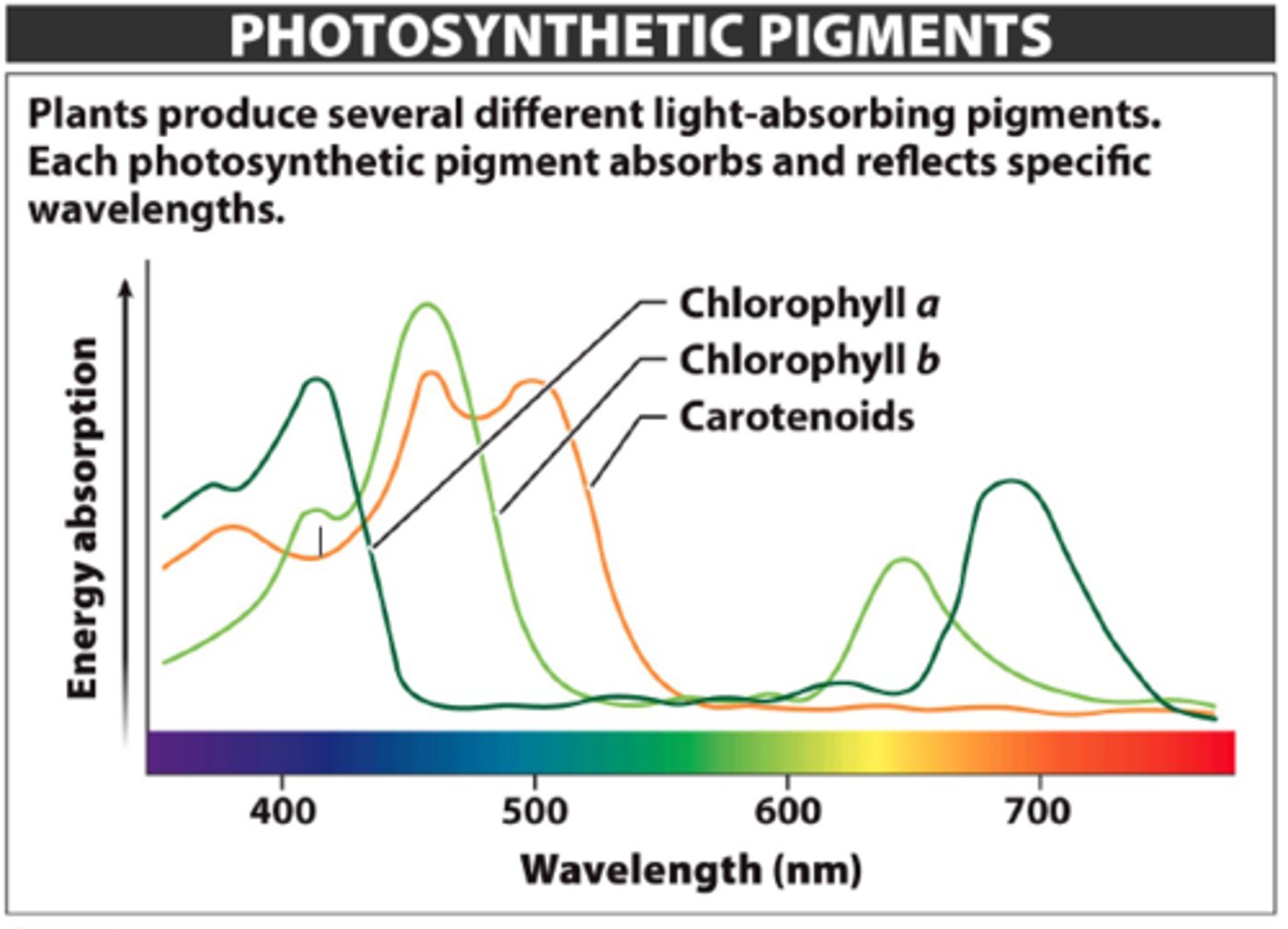 <p>Chlorophyll--Chemicals that absorb light energy and use it to carry out photosynthesis. membranes in chloroplast.</p>