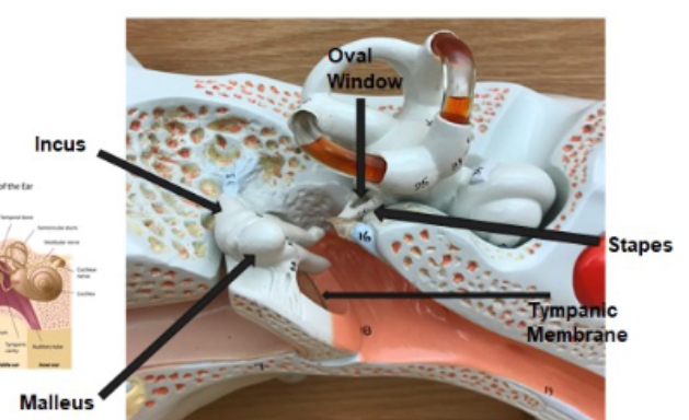 <p>stapes, tympanic membrane, malleus, incus, oval window</p>