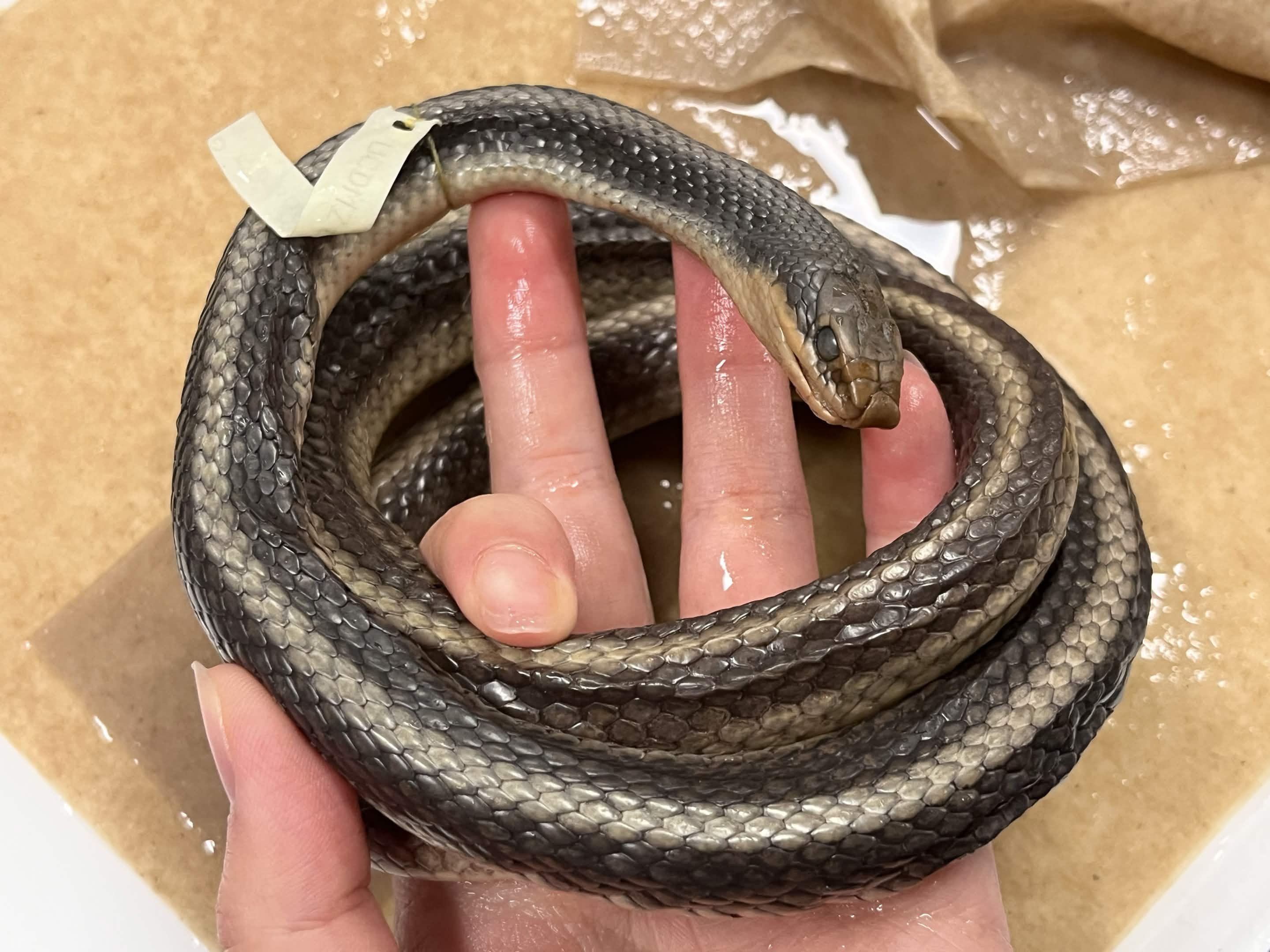 <p>Infraorder + Superfamily + Family + Scientific name?<br>- larger + striped<br>- heart nose<br>- anal scale split</p>