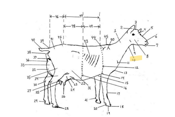 knowt flashcard image