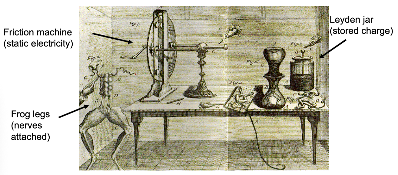 <ul><li><p>First to suggest nerve signals are electrical (not fluid)</p></li><li><p>Rejected the idea of animal spirits flowing through hollow nerves</p></li><li><p>Made a chance discovery that an electrical charge applied to a frog’s leg made the muscle contract</p></li><li><p>Suggested that nerves must be coated in fat to prevent electricity from leaking out</p></li></ul><p></p>
