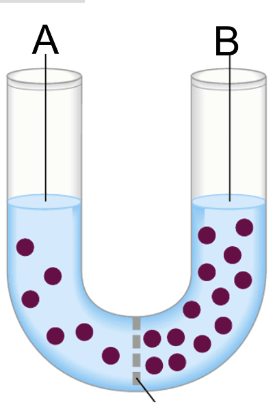 <p>In the pictured situation, the solutes are the dots. &nbsp;Which side is the hypertonic solution?</p>