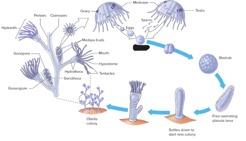 <p>What life stage of Obelia is this?</p>