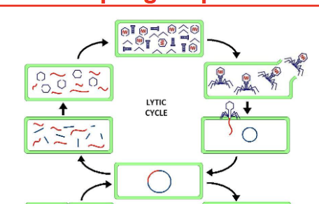 <p><span style="background-color: transparent;">Infections with many viruses completely convert the cell into a factory for replication of new viruses, and infection by cytocidal&nbsp;viruses&nbsp;are usually associated with changes in&nbsp;cell&nbsp;morphology, in&nbsp;cell&nbsp;physiology and sequential cell lysis. <u>Such </u><strong><u>replication cycle is called lytic for bacteriophages.</u></strong></span><br><br>The phage infects a bacterium</p><ul><li><p>Takes over the bacterial machinery</p></li><li><p>Makes many new phages</p></li><li><p>Bursts (lyses) the bacterial cell</p></li><li><p>Releases new phages</p></li></ul><p><br>Virus kills the cell</p>