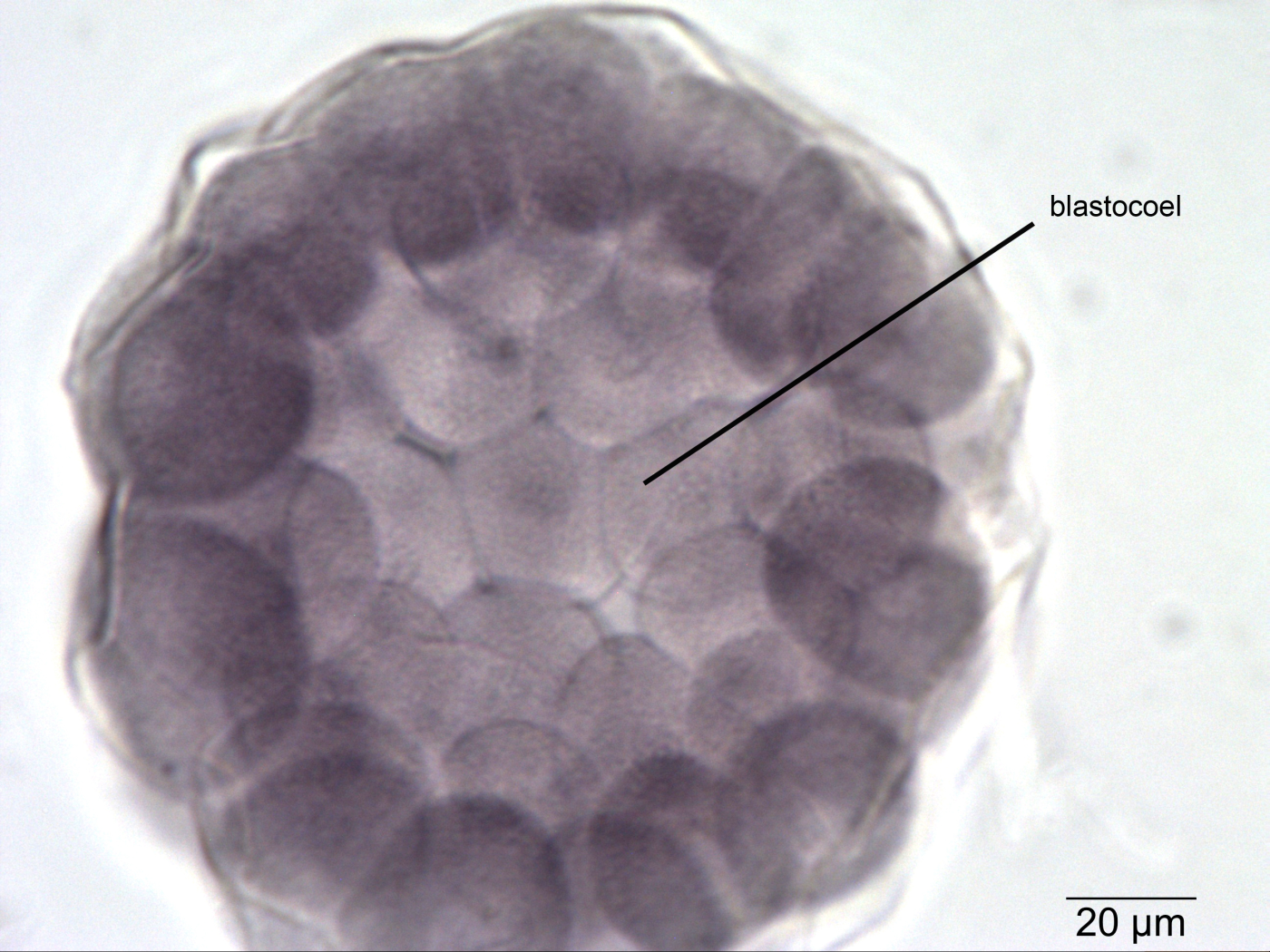 <p>blastula</p>