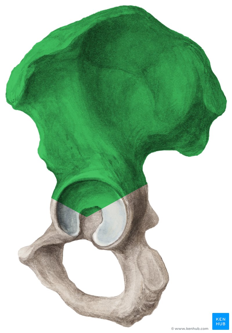 <p>Ilium </p>
