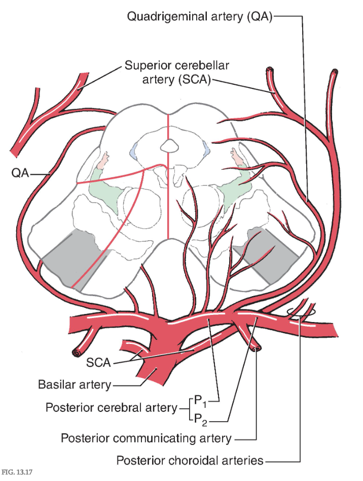 <p><span>The blood supply to the midbrain originates from the </span><strong>basilar artery </strong><span>and its major branches (the </span><strong>quadrigeminal </strong><span>and </span><strong>superior cerebellar arteries </strong><span>), from the </span><strong>anterior choroidal artery, </strong><span>which is a branch of the internal carotid, and from the </span><strong>medial posterior choroidal artery, </strong><span>which is usually a branch of P </span><sub>2 </sub><span>( </span>Fig. 13.17 <span>). Medial regions of the midbrain receive numerous small branches from the P </span><sub>1 </sub><span>segment of the posterior cerebral artery and from the </span><strong>posterior communicating artery. </strong><span>These paramedian branches constitute the </span><strong>posteromedial group </strong><span>of branches from the circle of Willis. Included in their territory are the oculomotor, trochlear, and Edinger-Westphal nuclei; the exiting oculomotor fibers; the red nucleus; and medial aspects of the substantia nigra and crus cerebri ( </span>Fig. 13.17 <span>).</span></p><p></p><p><span>Blood supply of the midbrain. Arteries are shown mainly on the right and the territories served by each on the left. The anterior choroidal artery, which is a branch of the internal carotid and follows the general route of the optic tract ( </span>Fig. 13.3B <span>), also sends branches to the lateral portions of the midbrain.</span></p><p></p><p>Ventrolateral regions of the midbrain are served by penetrating branches of the <strong>quadrigeminal artery </strong>( Fig. 13.17 ), the <strong>anterior choroidal artery, </strong>and the <strong>medial posterior choroidal artery. </strong>The region served by these branches includes the lateral parts of the crus and substantia nigra and the medial lemniscus.</p><p>The posterior midbrain is served primarily by the <strong>quadrigeminal artery </strong>( <strong>collicular artery </strong>), which typically arises from P <sub>1 </sub>( Fig. 13.17 ). Much of the periaqueductal gray, the nuclei of the superior and inferior colliculi, the anterolateral system, and the brachium of the inferior colliculus are served by quadrigeminal branches. Additional blood supply to the area surrounding the exit of the trochlear nerve and the inferior colliculus arises from medial branches of the <strong>superior cerebellar artery.</strong></p>