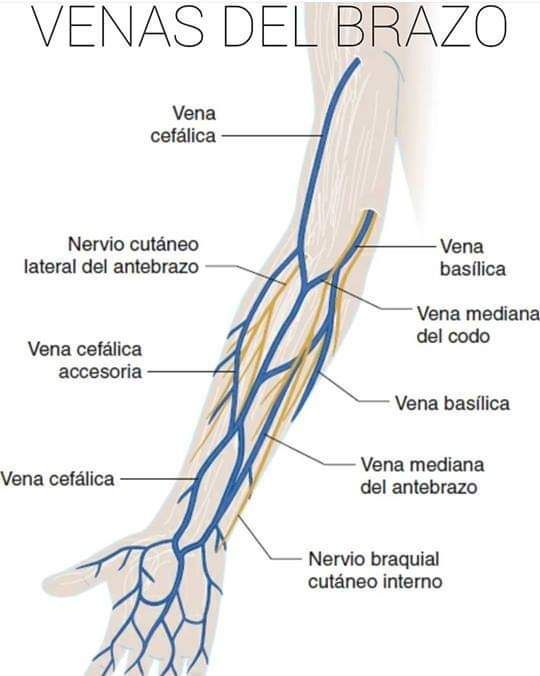 <ul><li><p><strong>Profundas:</strong> venas satélites (braquiales), acompañan a la arteria braquial (2 venas por arteria)</p></li><li><p><strong>Superficiales:</strong></p><ul><li><p>Vena cefálica → lateral → surco deltopectoral → desemboca en vena axilar</p></li><li><p>Vena basílica → medial → perfora fascia braquial en tercio medio → se une a las braquiales → forma vena axilar</p></li><li><p>En el codo se conectan por la <strong>vena mediana del codo</strong> (punción venosa clásica)</p></li></ul></li></ul><p></p>