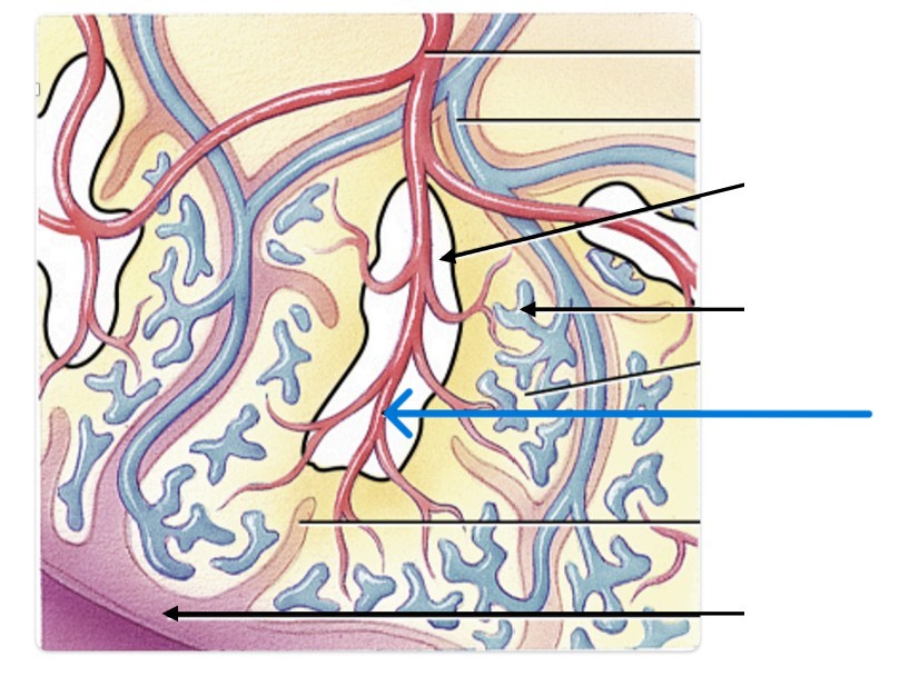 <p>Which part of spleen:</p><ul><li><p>Arteries within the white pulp</p></li></ul><p></p>