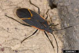 <p>True bugs, hoppers, aphids</p><ul><li><p>sucking, tubelike mouthparts</p></li></ul><p></p>