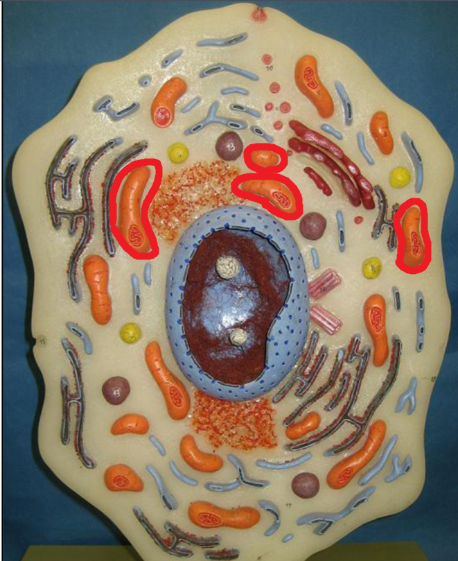 <p>Mitochondria</p>