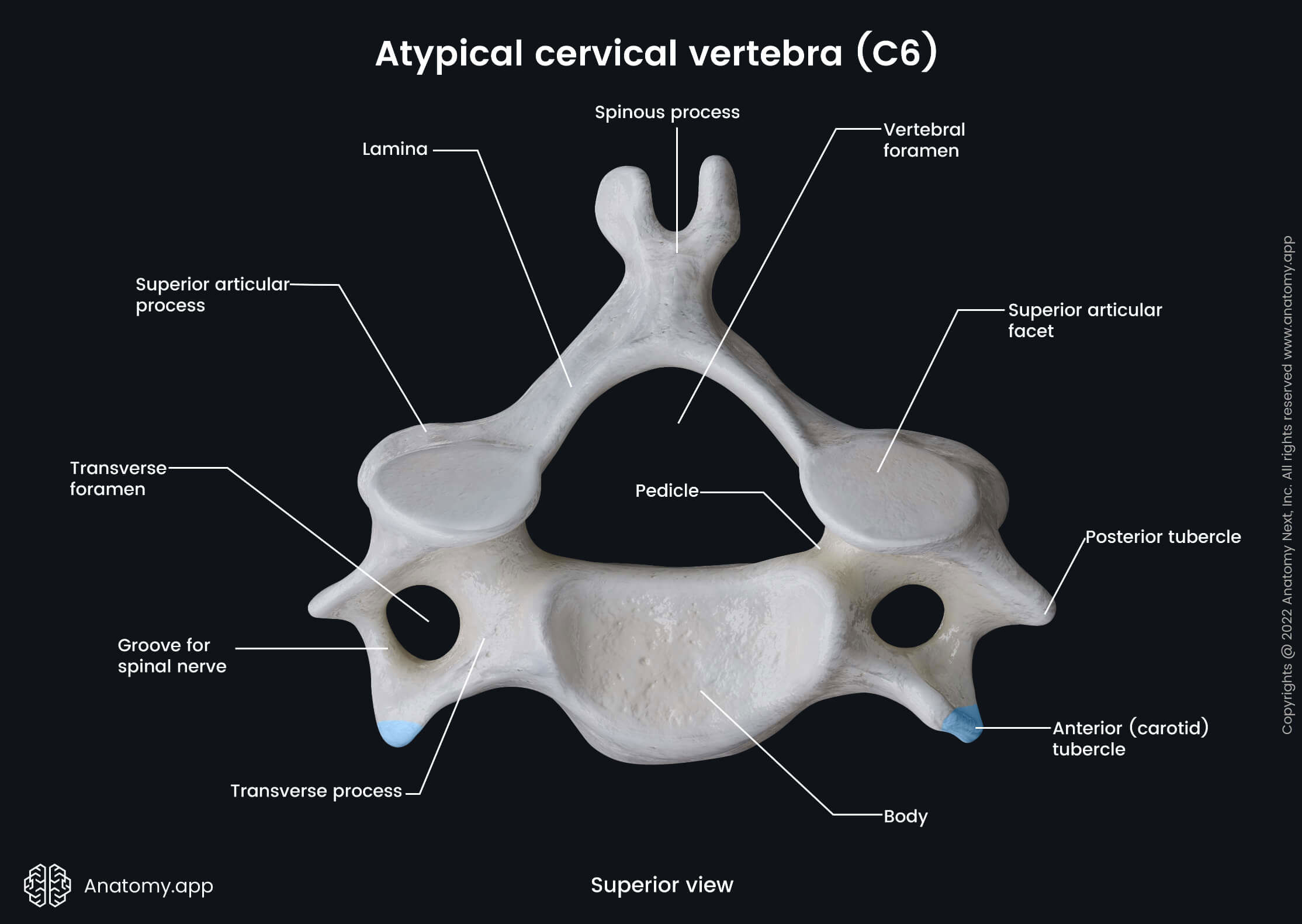 <p>7, smaller, transverse foramen</p>