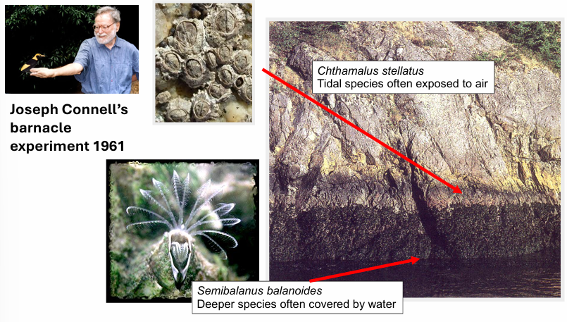 <p>Barnacle experiment </p>