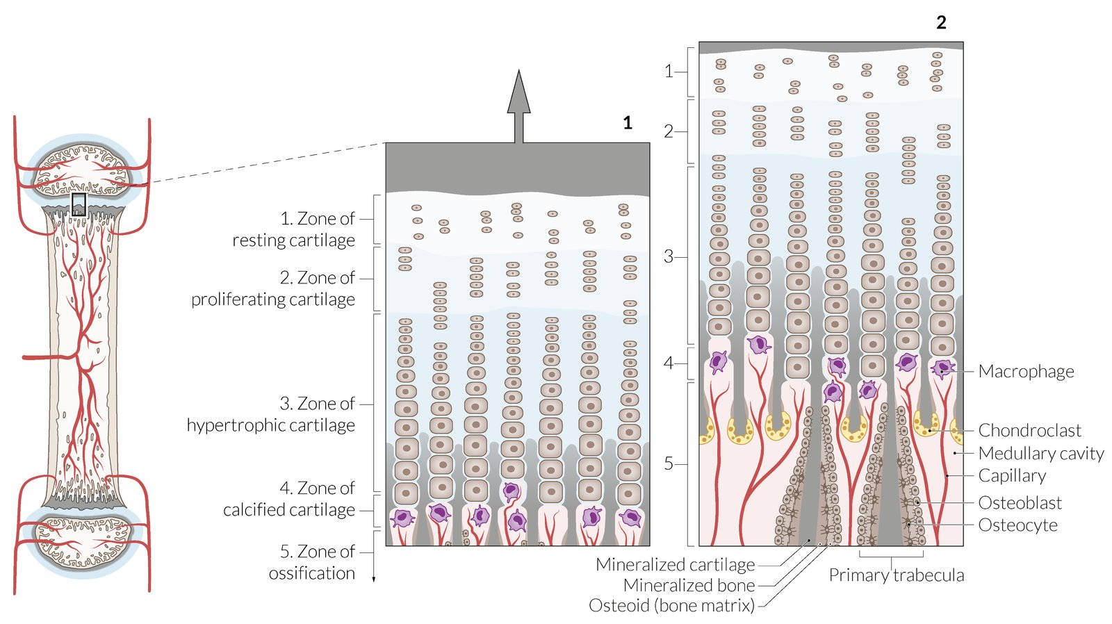 <p>Hyaline cartilage between epiphysis + metaphysis</p><p>Longitudinal growth location</p><ul><li><p>Closure after puberty = Stop growth</p></li></ul><p>5 layers: Epiphysis → Diaphysis</p><ol><li><p>Resting cartilage zone</p></li><li><p>Proliferation zone</p></li><li><p>Hypertrophy zone</p></li><li><p>Calcification zone</p></li><li><p>Ossification zone</p></li></ol><p></p>