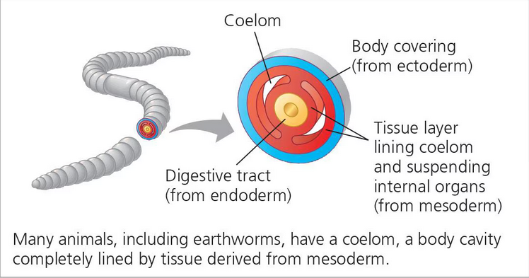 <p>Triploblastic animals possessing a true coelom; many animals including earthworms.</p>