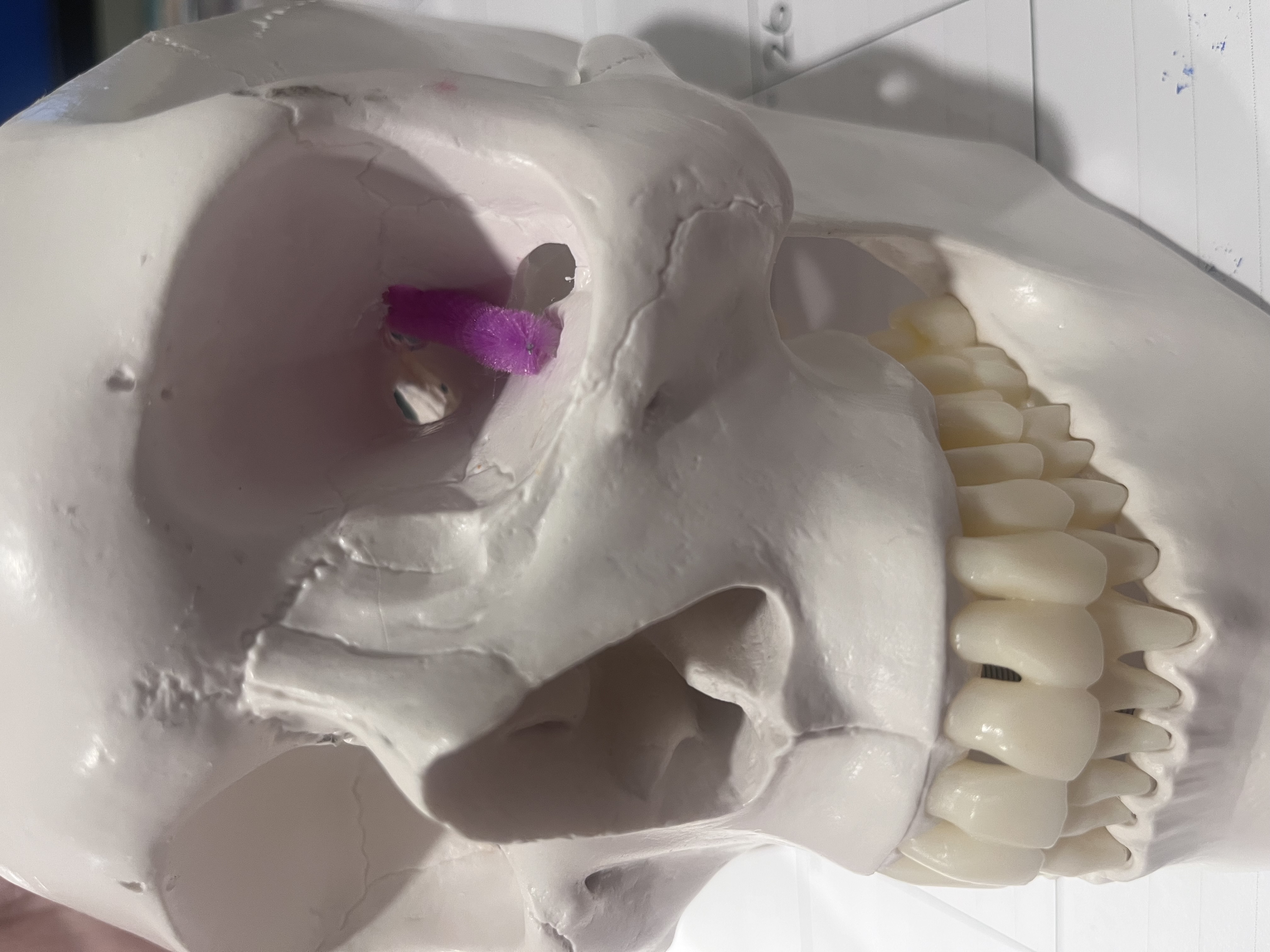 <p>What cranial nerve(s) are represented by the purple pipe cleaner?</p>