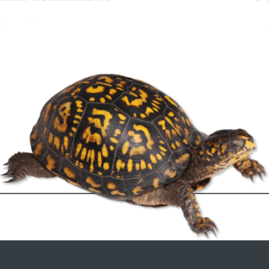 <p>name this animal</p>