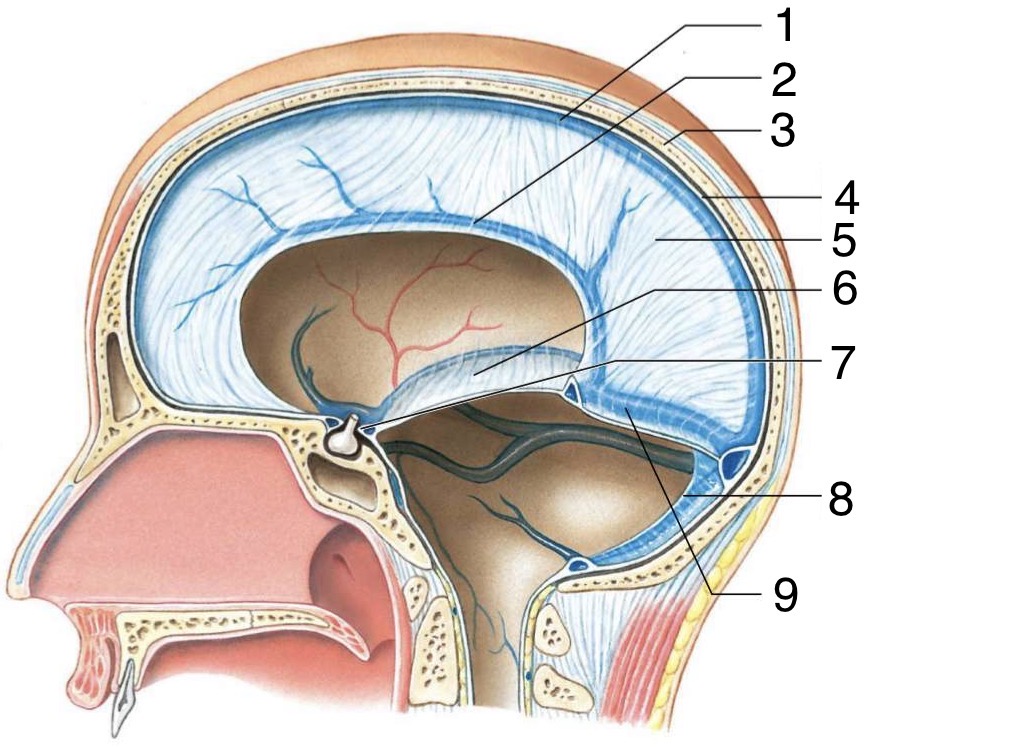 <p>Identify the parts of the sagittal Cranium</p>