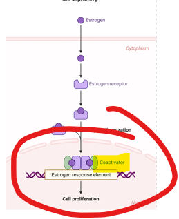<p>As nuclear hormone receptor: </p><p><strong><u>Estrogen</u></strong> binding induces <strong><u>estrogen receptor (ER) </u></strong>dimerization.</p><p>What is the last step in this process</p>