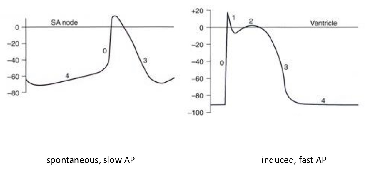 <p>Spontaneous slow AP - SA node, AV node = dominant and secondary pacemakers</p><p>Induced fast AP - everything else = all the other pacemakers</p><p></p>