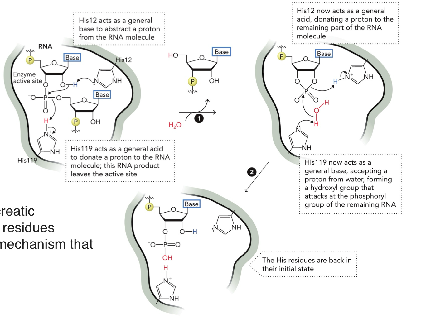 <p>Acid-Base catalysis: Functional group donates protons that either involves water (specific acid-base) or a functional group (general acid-base) to substrate, causing it to break a bond and form new bonds → product.</p><p>Mechanism of RNA cleavage by pancreatic ribonuclease (enzyme)</p><p>STEP 1:</p><p>His12 = BASE - takes H<sup>+</sup> from RNA (OH group)</p><p>His119 = ACID - donates H<sup>+</sup> to leaving group (RNA piece)</p><p>RNA bond is broken, one piece leaves</p><p>STEP 2: H2O enters</p><p>His119 = BASE - takes H+ from water (H2O), turns water into OH<sup>-</sup> (strong nucleophile</p><p>His12 = ACID - gives H<sup>+</sup> to RNA intermediate</p><p>OH<sup>-</sup> (hydroxyl) attacks phosphate, final product forms</p><p>STEP 3:</p><p>Both histidines go back to their original state</p><p>His12 = BASE</p><p>His119 = ACID</p>