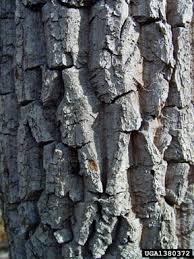 <p>alternate arrangement</p>