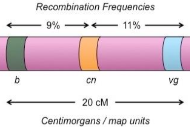 <ul><li><p>Distance between genes in a linkage map is measured in map units/centimorgans</p></li><li><p>1 map unit = 1 centimorgan = 1% recombination frequency</p></li><li><p>Greater recombination frequency indicate greater gene distance.</p></li></ul><p></p>