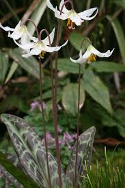 <p>Fawn lily </p>