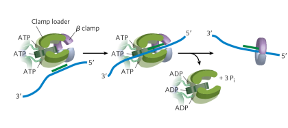 <p>Clamp is needed for DNA polymerase III to be processive. Without it, there would be low fidelity since DNA polymerase on its down can fall off DNA easily. The clamp loader is needed to load the clamp onto the DNA-RNA hybrid (single-stranded DNA with the small amount of RNA - RNA primer on it). Clamp loading requires ATP binding and hydrolysis to add the clamp to the substrate. </p>