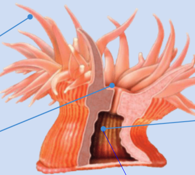 <p>Quin animal és? I digues els òrgans i processos digestius d’ell.</p>