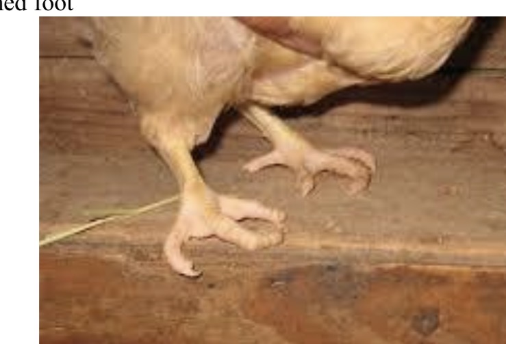 <p>Must be >90° even when lifted</p>