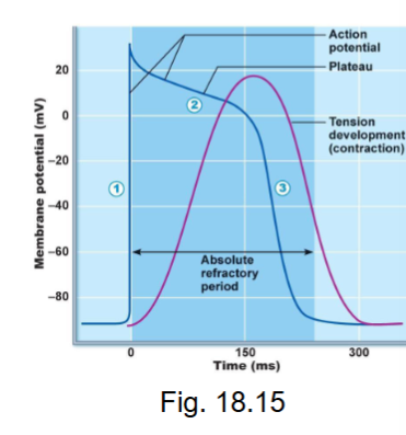 <ul><li><p>Na+ voltage gates open (fast) = same gates as neuron, skeletal muscle</p></li><li><p>MP to +30mV</p></li></ul><p></p>