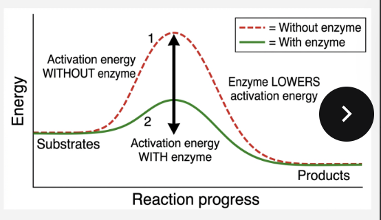 <ul><li><p>lowers activation energy </p></li><li><p>reaction can now occur at body temperature </p></li><li><p>does not change the equilibrium, just lowers where it lies </p></li></ul><p>cycle:</p><ul><li><p>E + S ⇌ ES → E + P</p><p>• E = Enzyme, S = Substrate, P = Product</p><p>• Substrate binds → reaction happens → product released → enzyme ready again </p></li></ul><p></p><p></p>