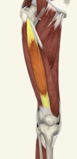 <p>vastus intermedius Actions</p>